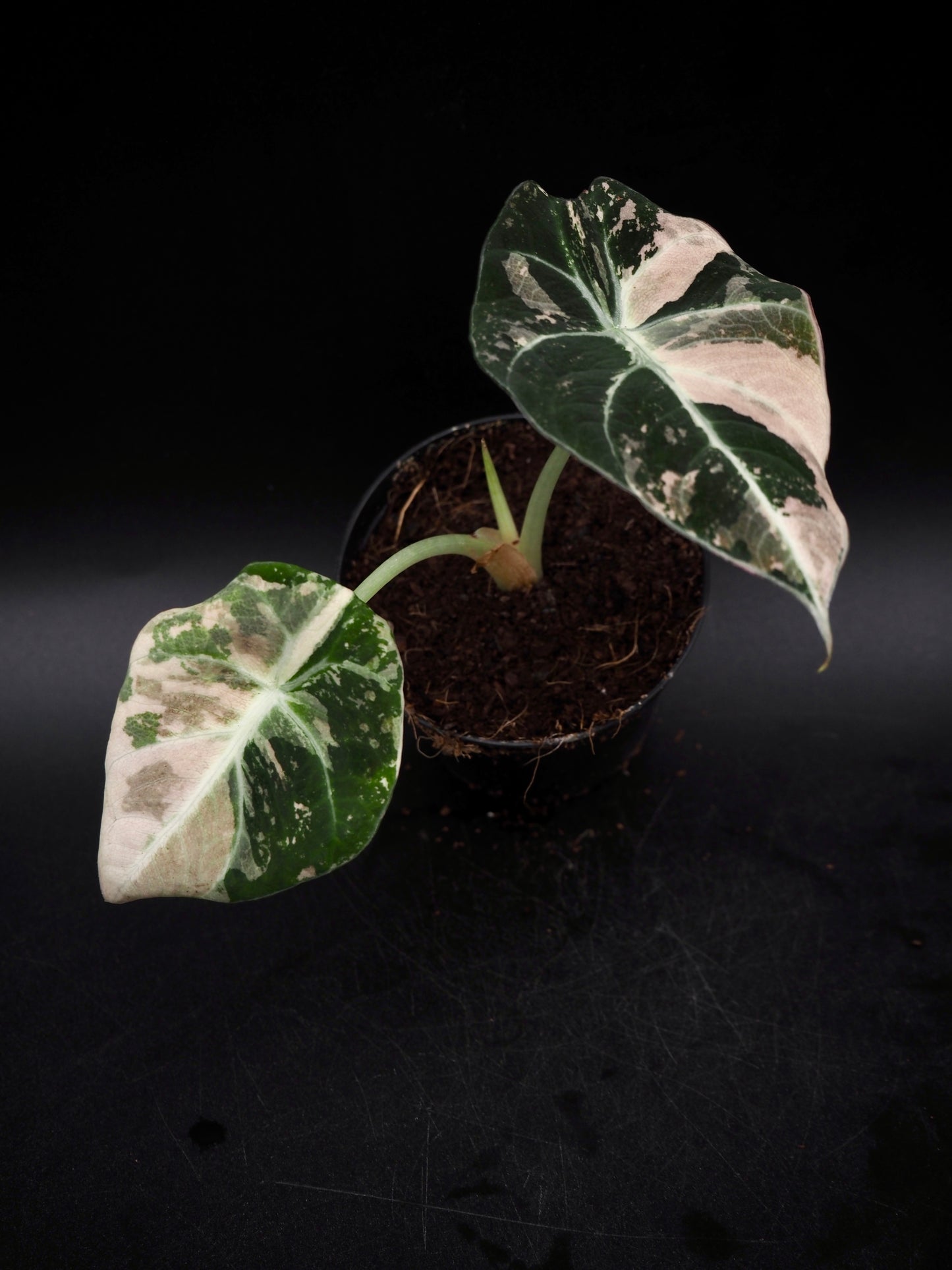 Alocasia Black Velvet Pink