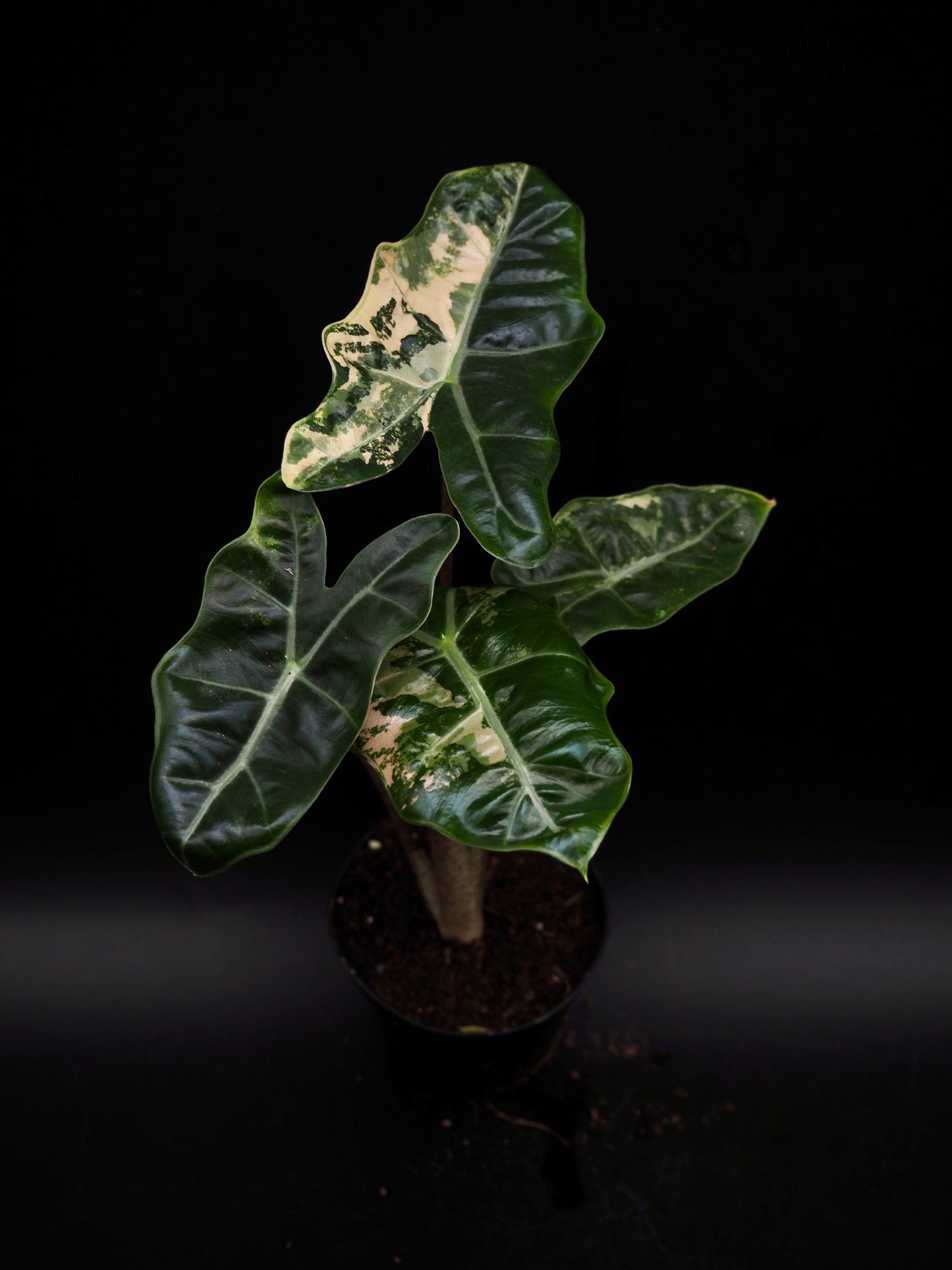 Alocasia Pseudo Sanderiana Pink