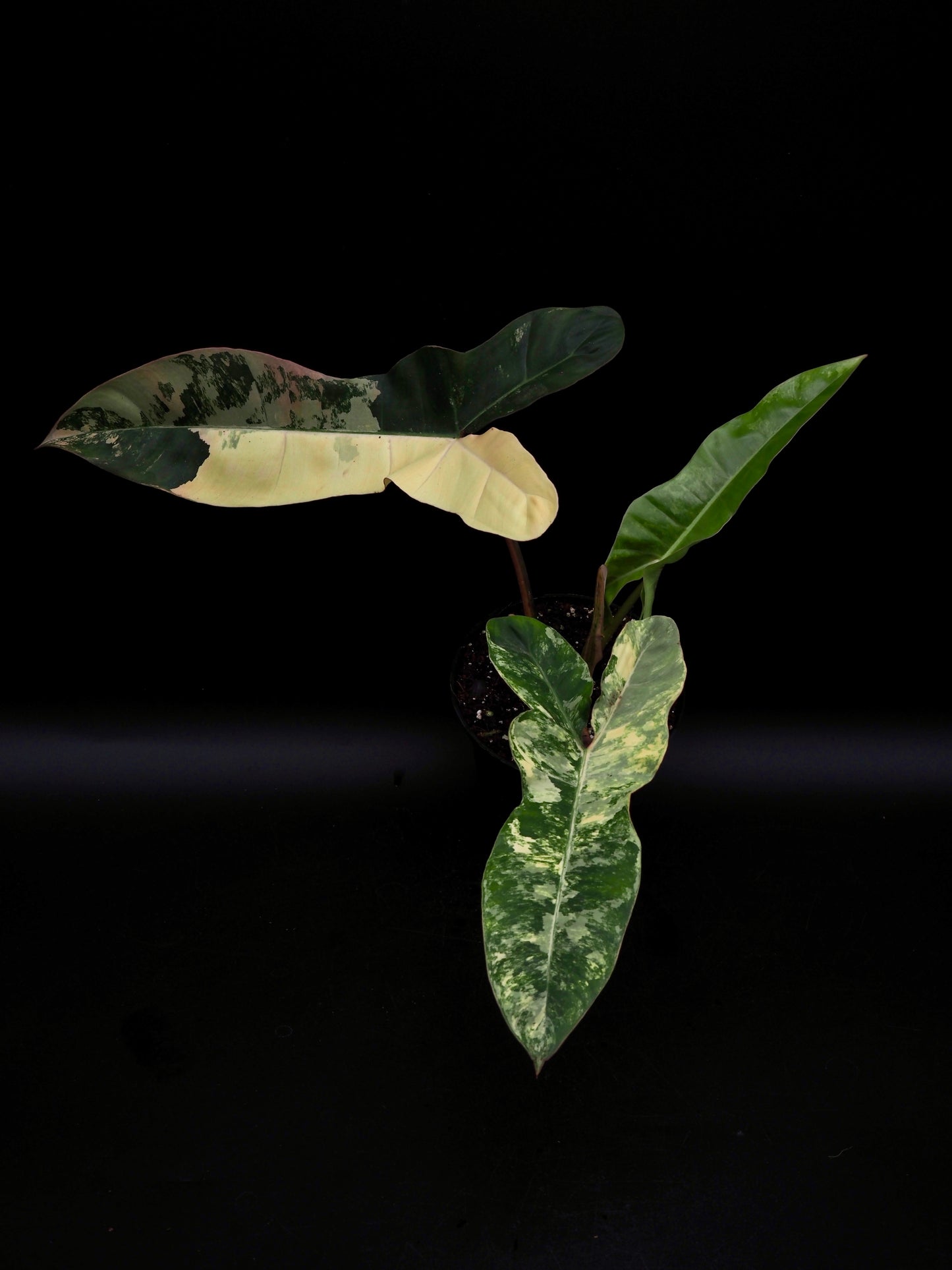 Philodendron Florida Beauty x Billitiea (Jennifer)