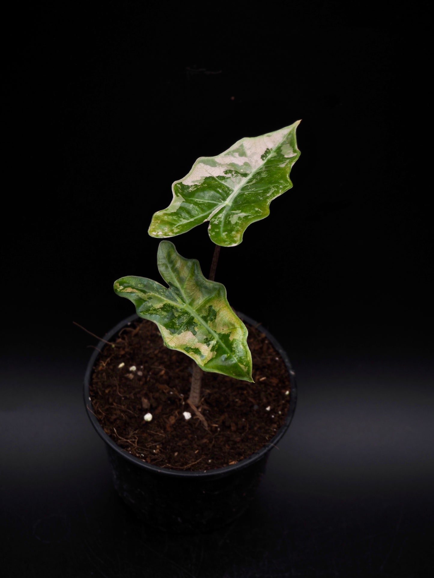 Alocasia Pseudo Sanderiana Pink