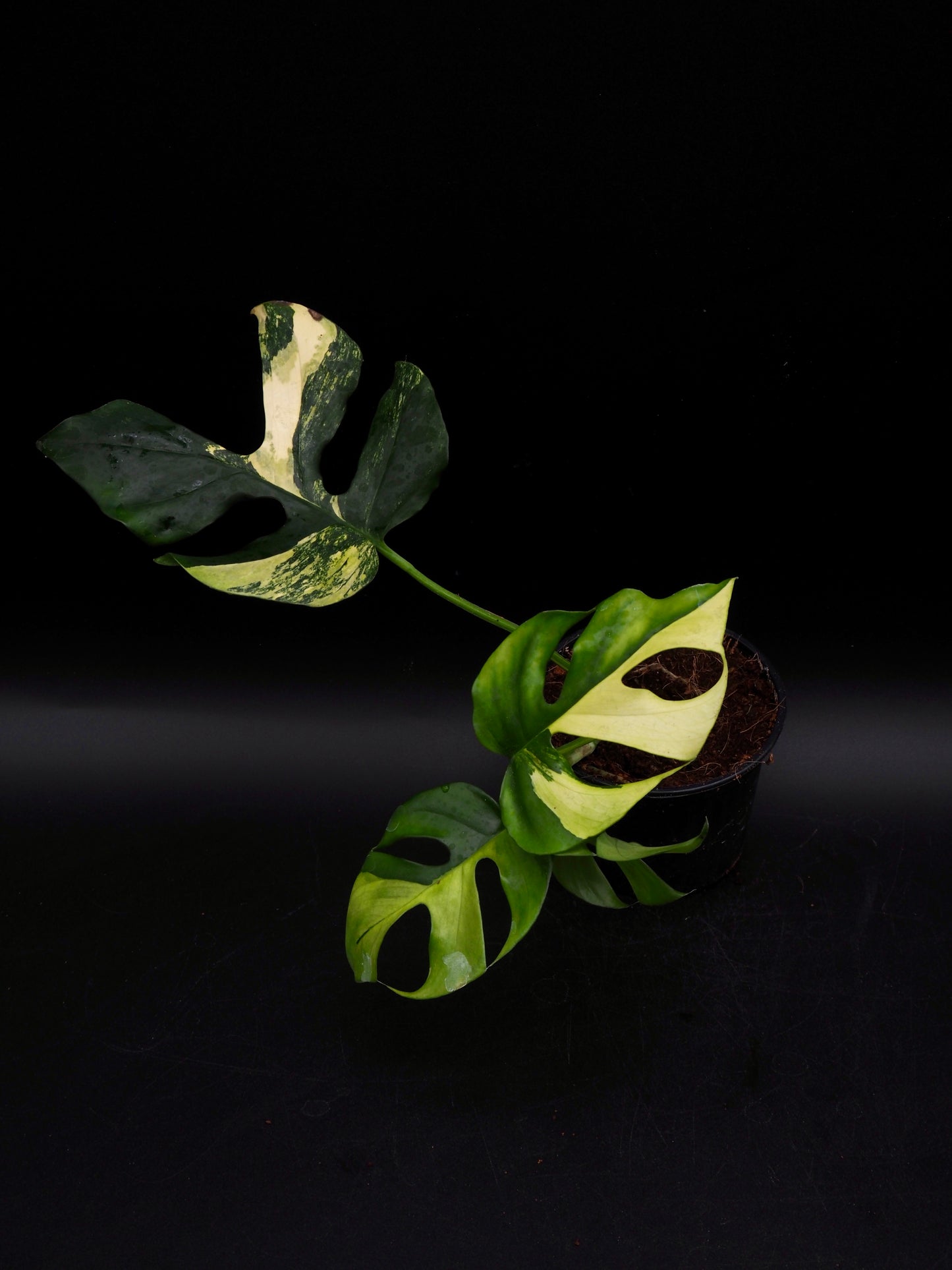 Rhaphidophora Tetrasperma Aurea Variegata