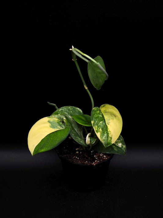 Scindapsus Jade Satin Variegata