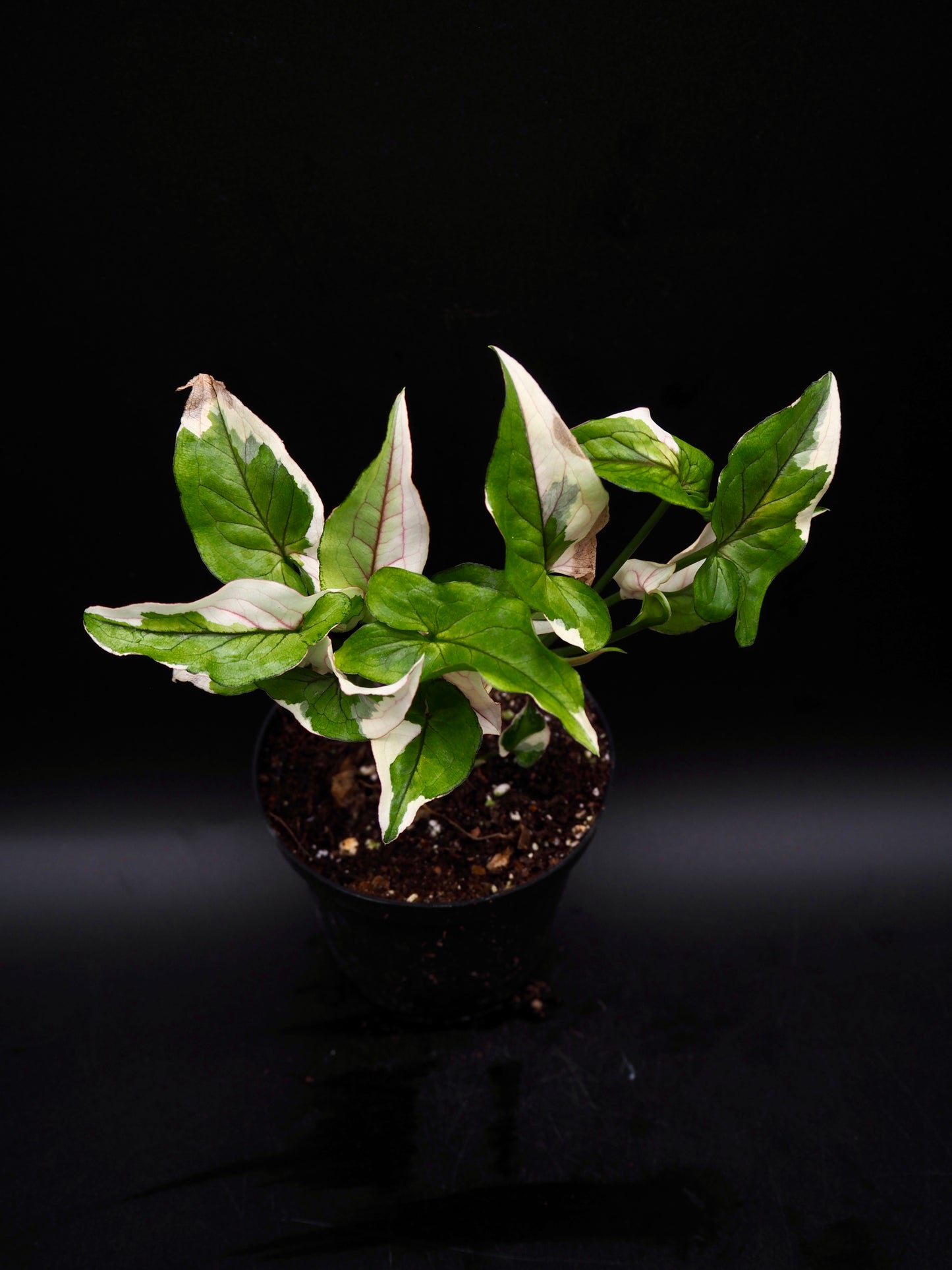 Syngonium White Princess