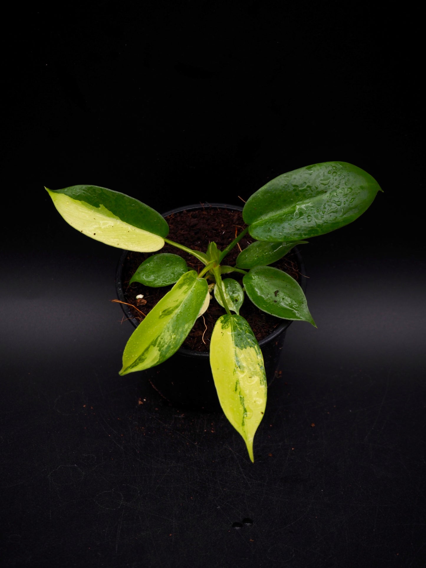 Philodendron Florida Beauty