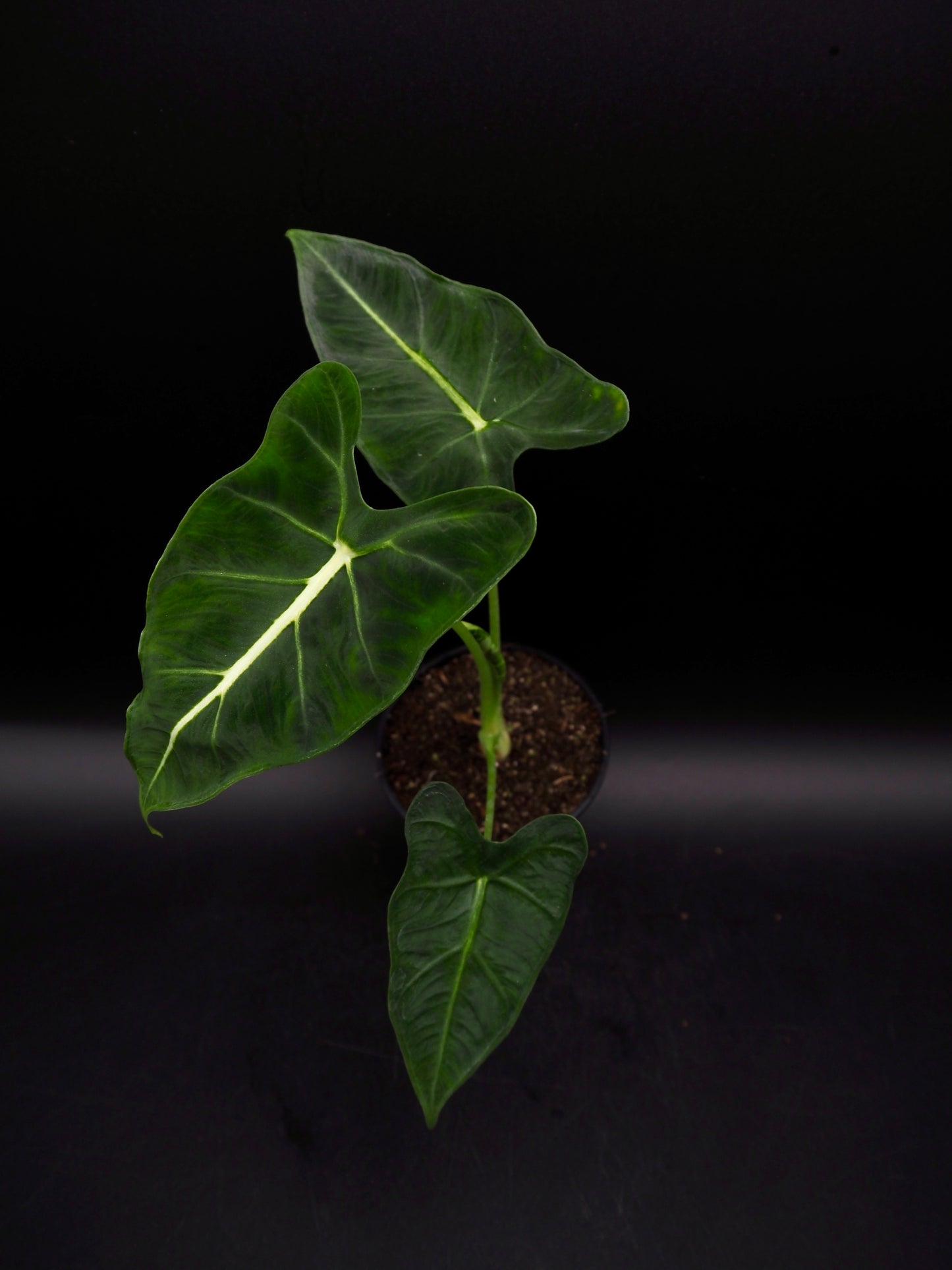 Alocasia Frydek Tatoo