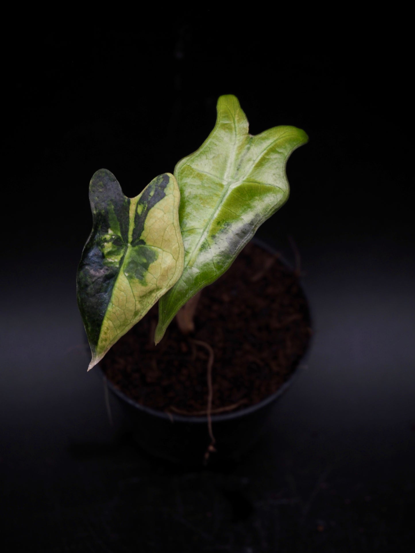 Alocasia Nobilis Aurea