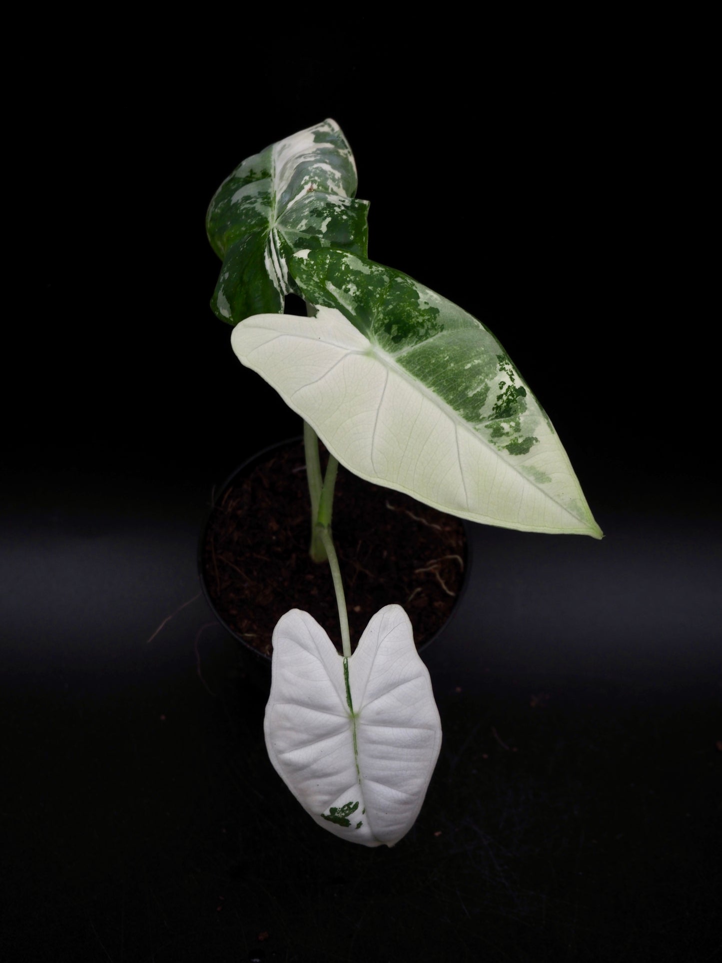 Alocasia Frydek Variegata