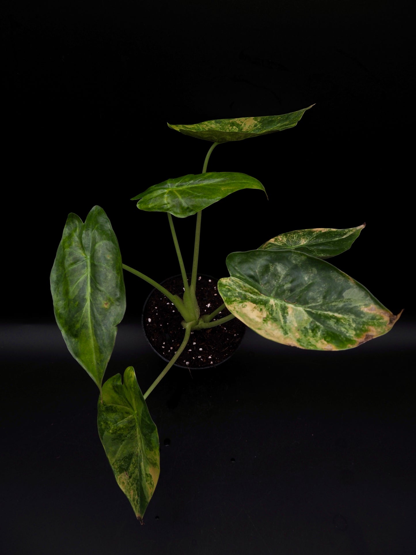 Alocasia Wentii Sunset Aurea