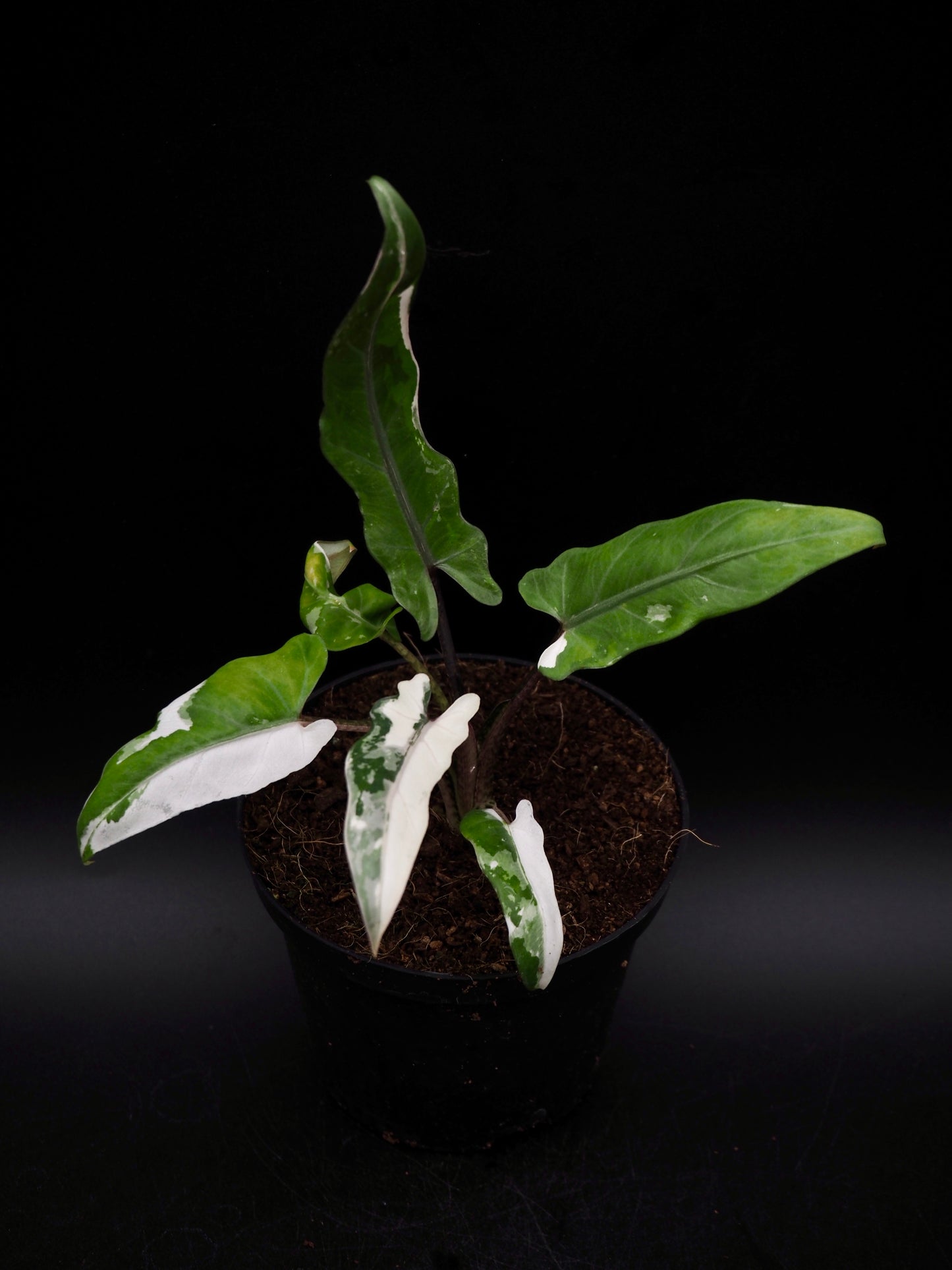 Alocasia Lauterbachiana Albo Variegata