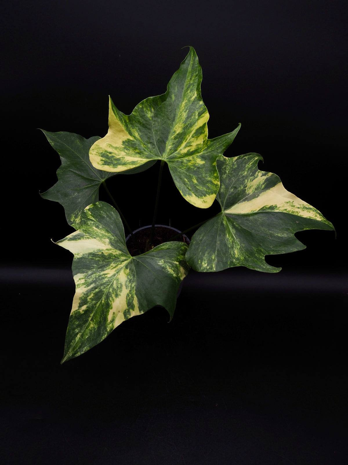 Anthurium Pterodactyl Variegata