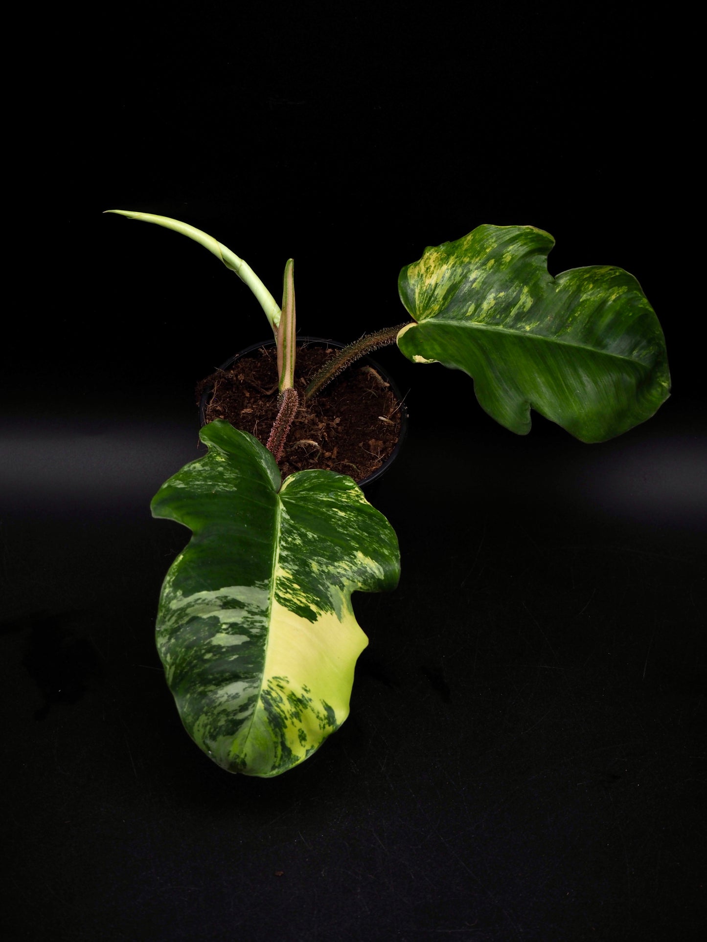 Philodendron Squamiferum Aurea Variegata