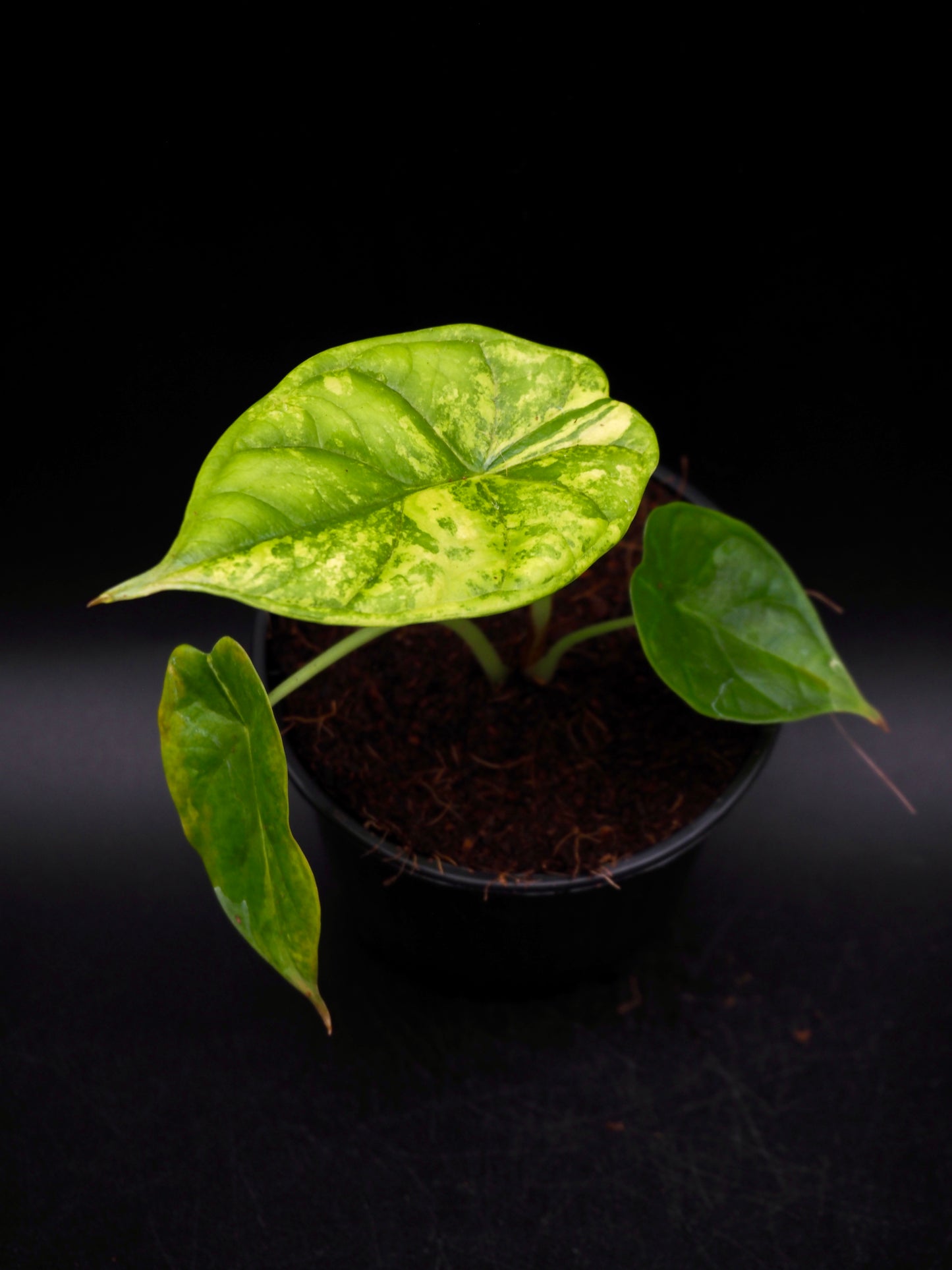 Alocasia Dragon Scale Aurea