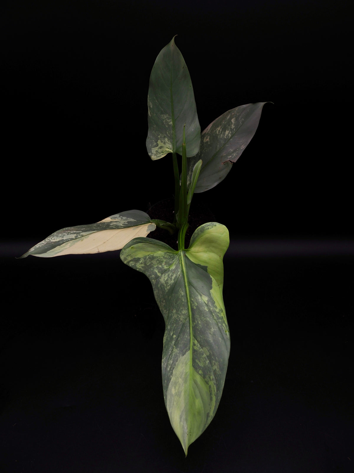 Philodendron Silver Sword Variegata