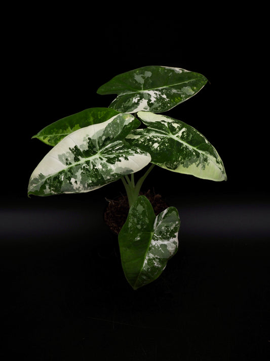 Alocasia Frydek Variegata