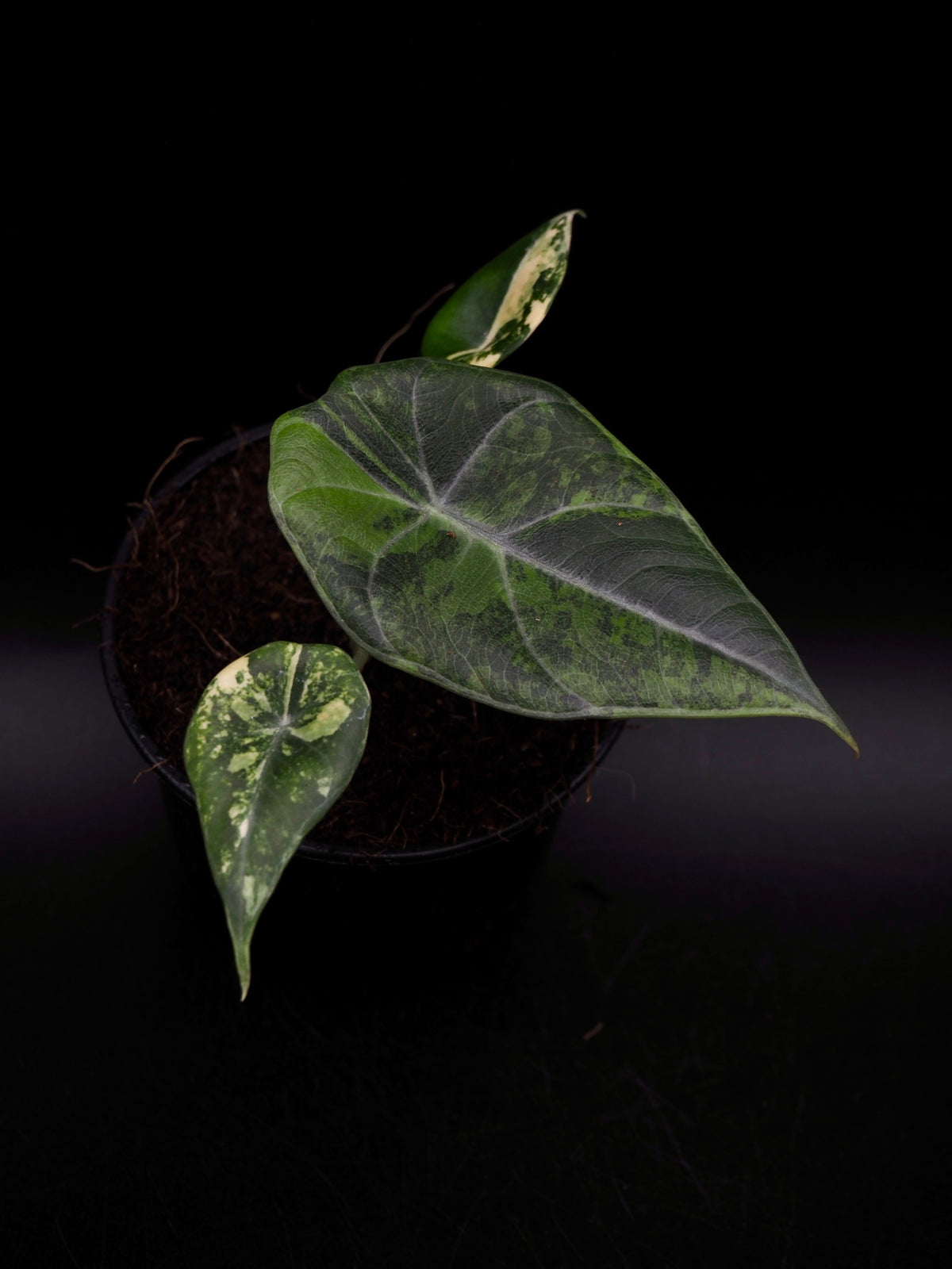 Alocasia Maharani Aurea