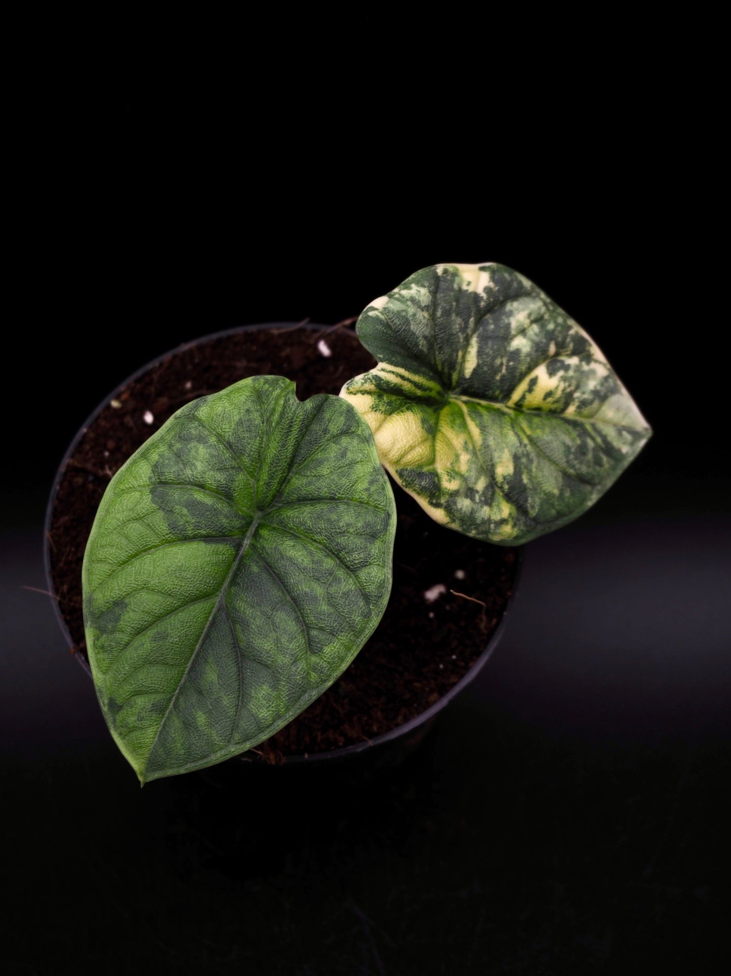 Alocasia Melo Aurea
