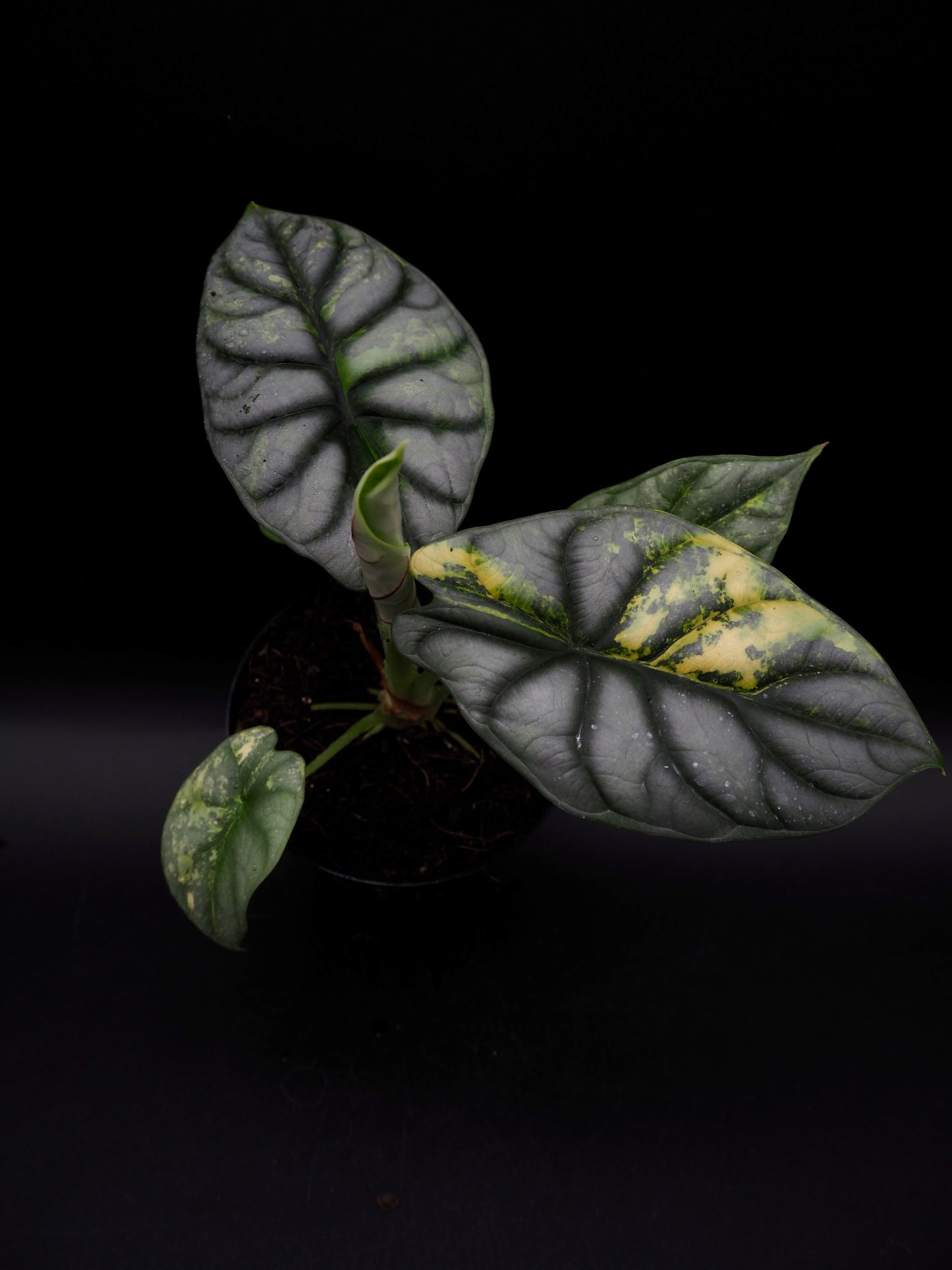 Alocasia Silver Dragon Aurea