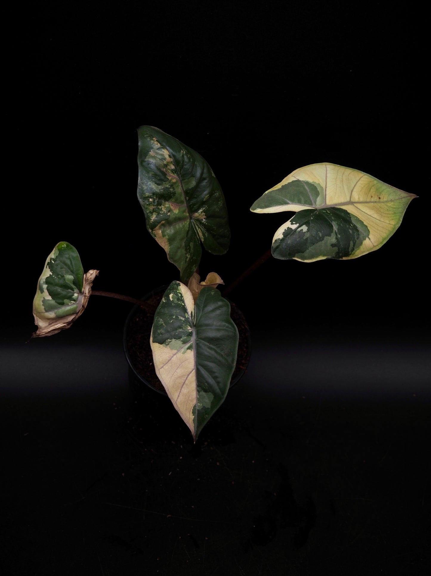 Alocasia Yucatan Princess Pink