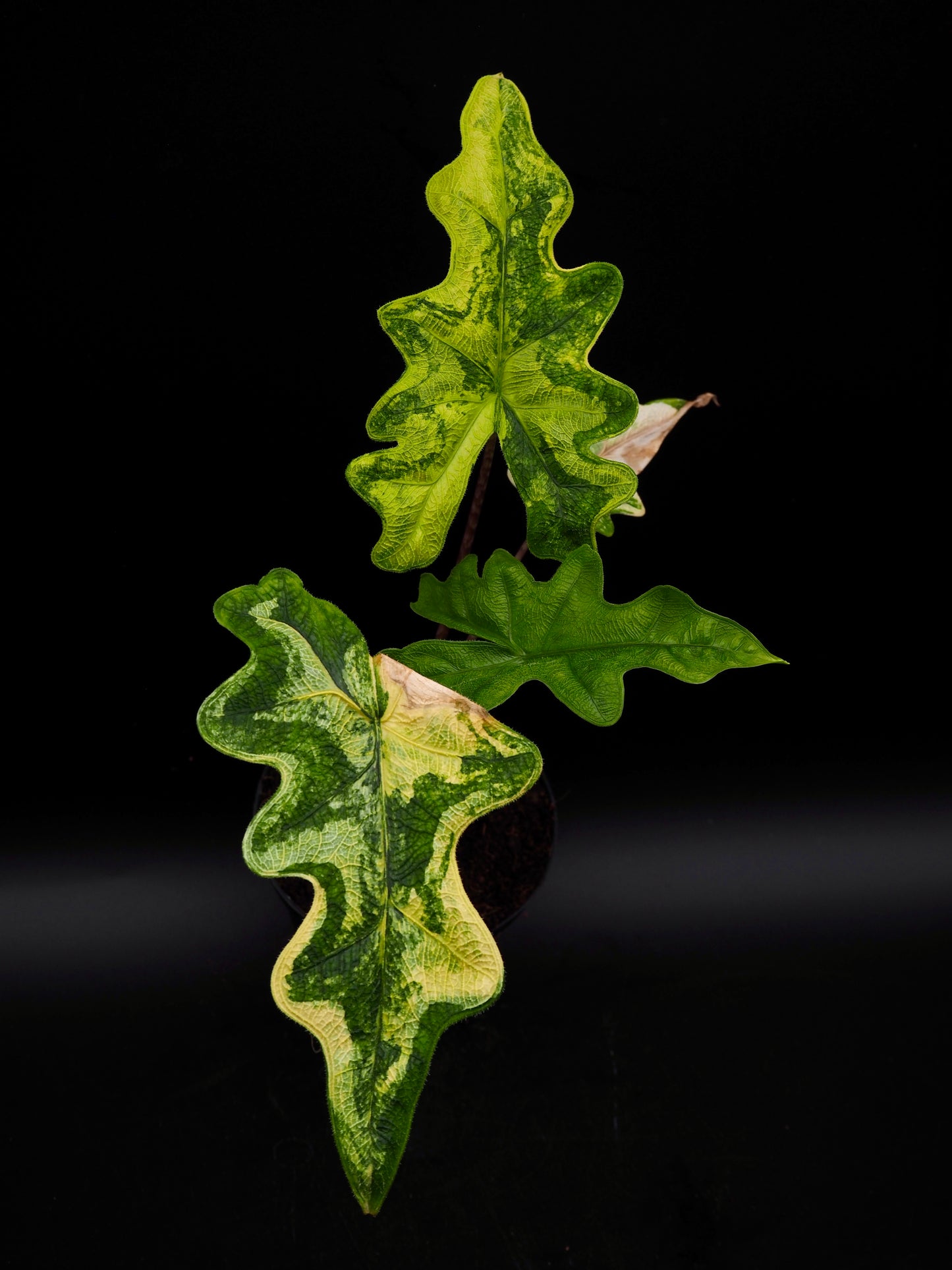 Alocasia Jacklyn Aurea Variegata