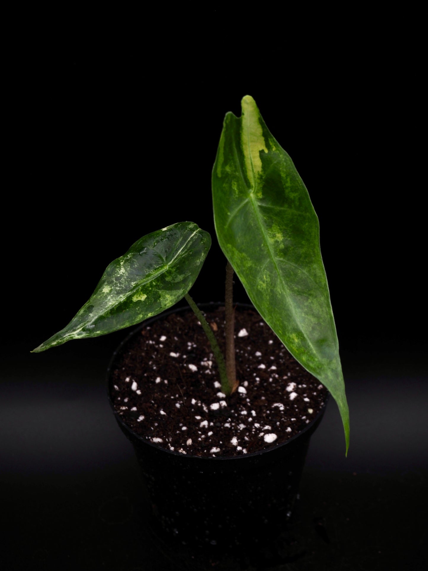 Alocasia Longlioba Albo