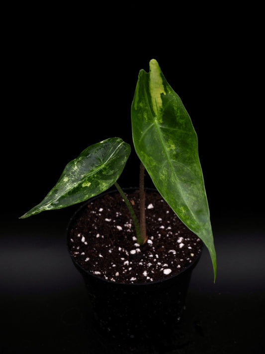 Alocasia Longlioba Albo