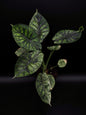 Alocasia Dragon Scale Mint Variegata