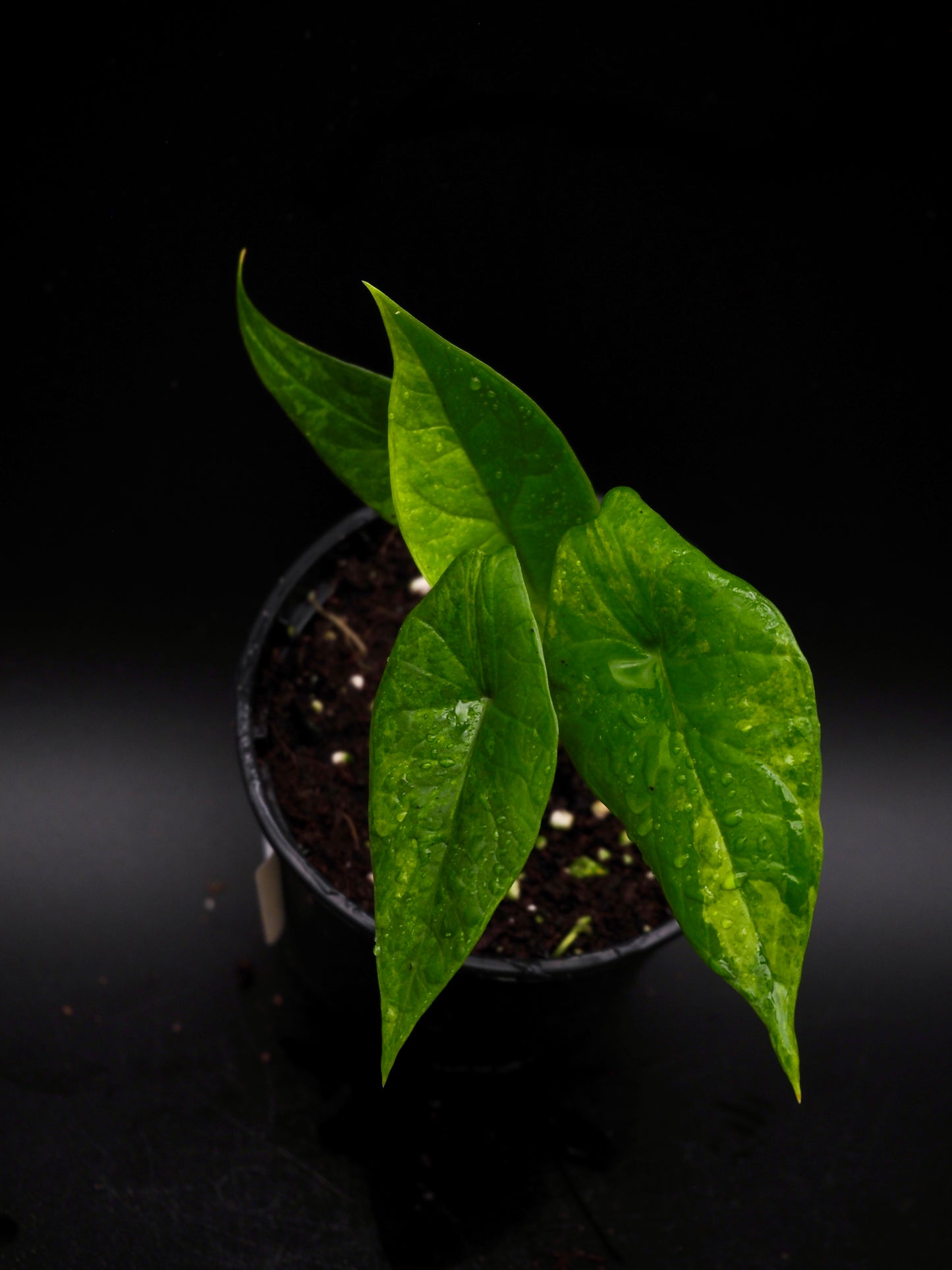 Alocasia Scalprum Aurea
