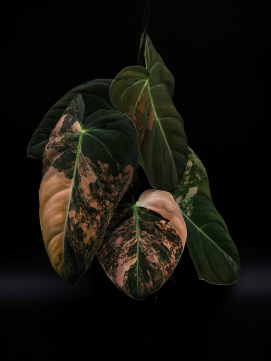 Philodendron Melanochrysum Bonfire
