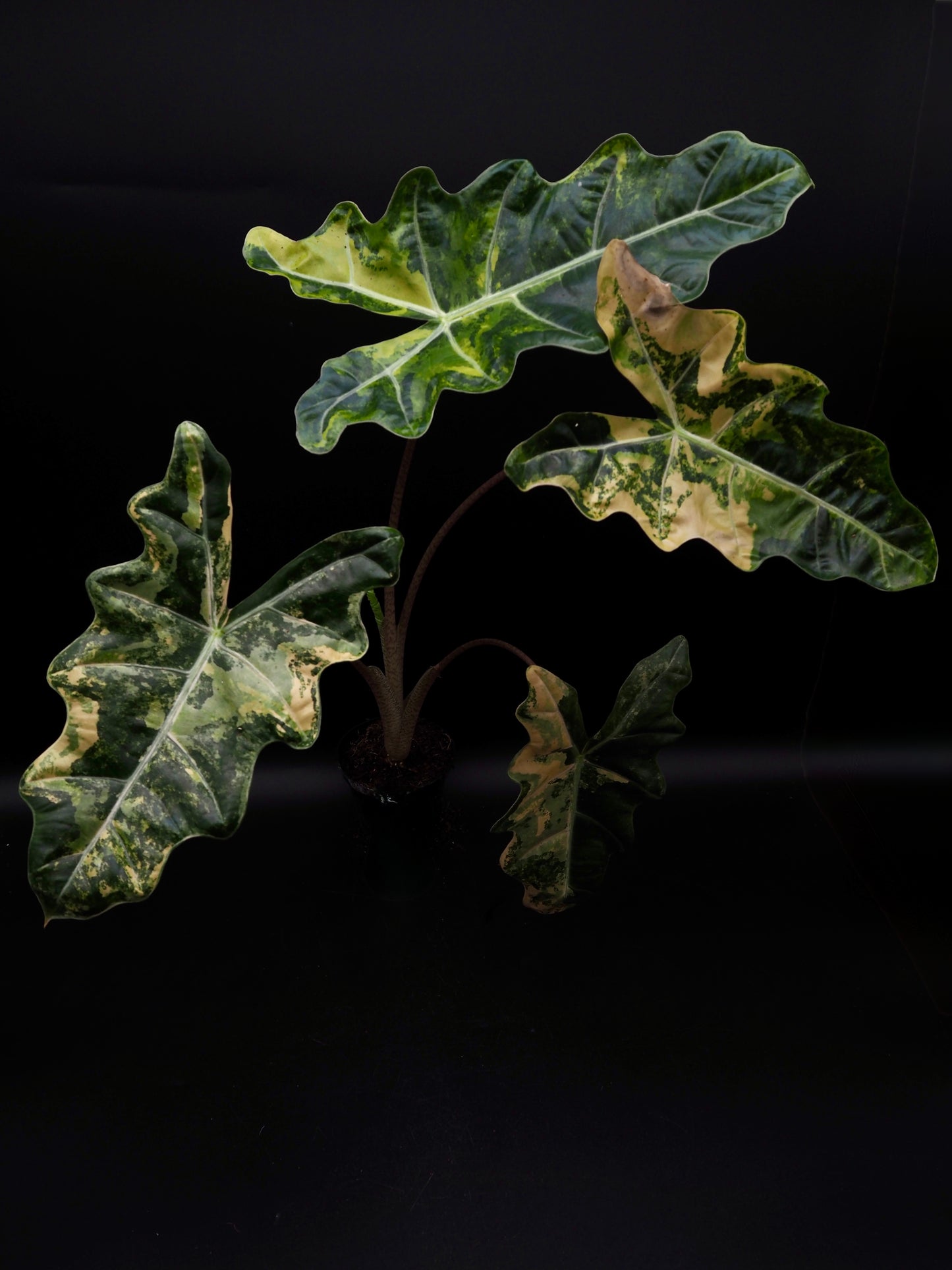 Alocasia Pseudo Sanderian Aurea