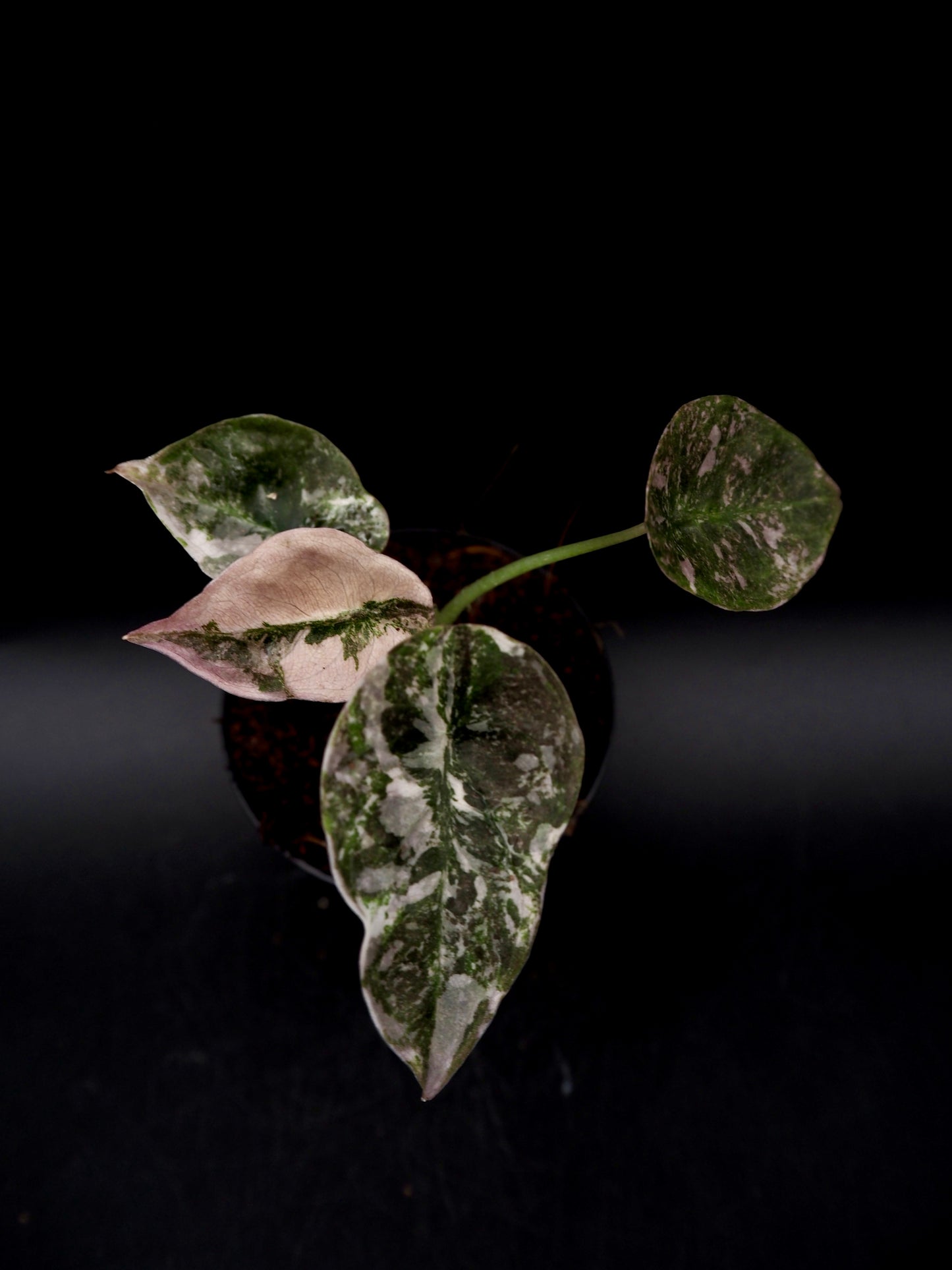 Alocasia Cuprea Red Secret Pink