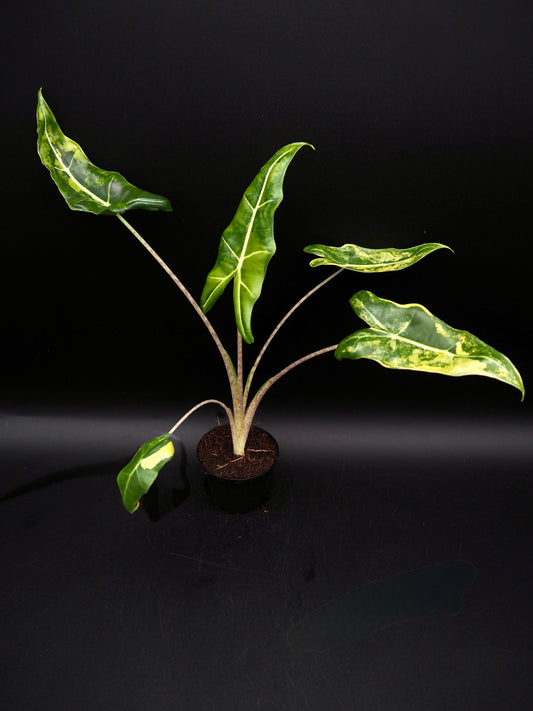 Alocasia Sarian Aurea
