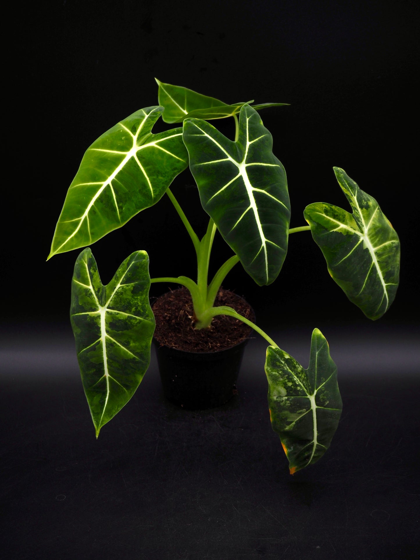Alocasia Frydek gog