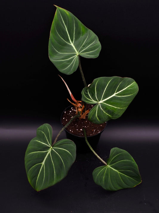 Philodendron Gloriosum