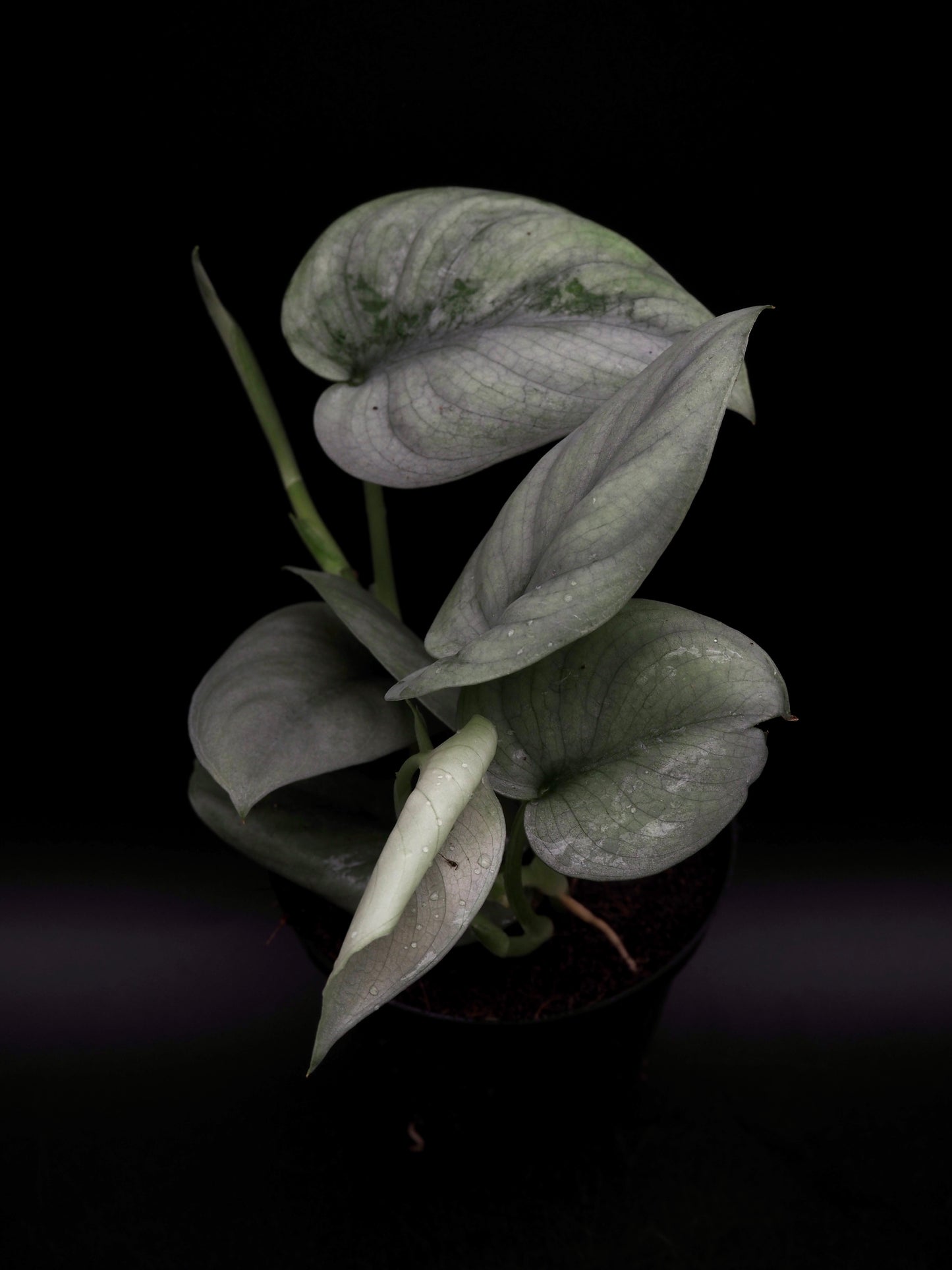 Scindapsus Platine