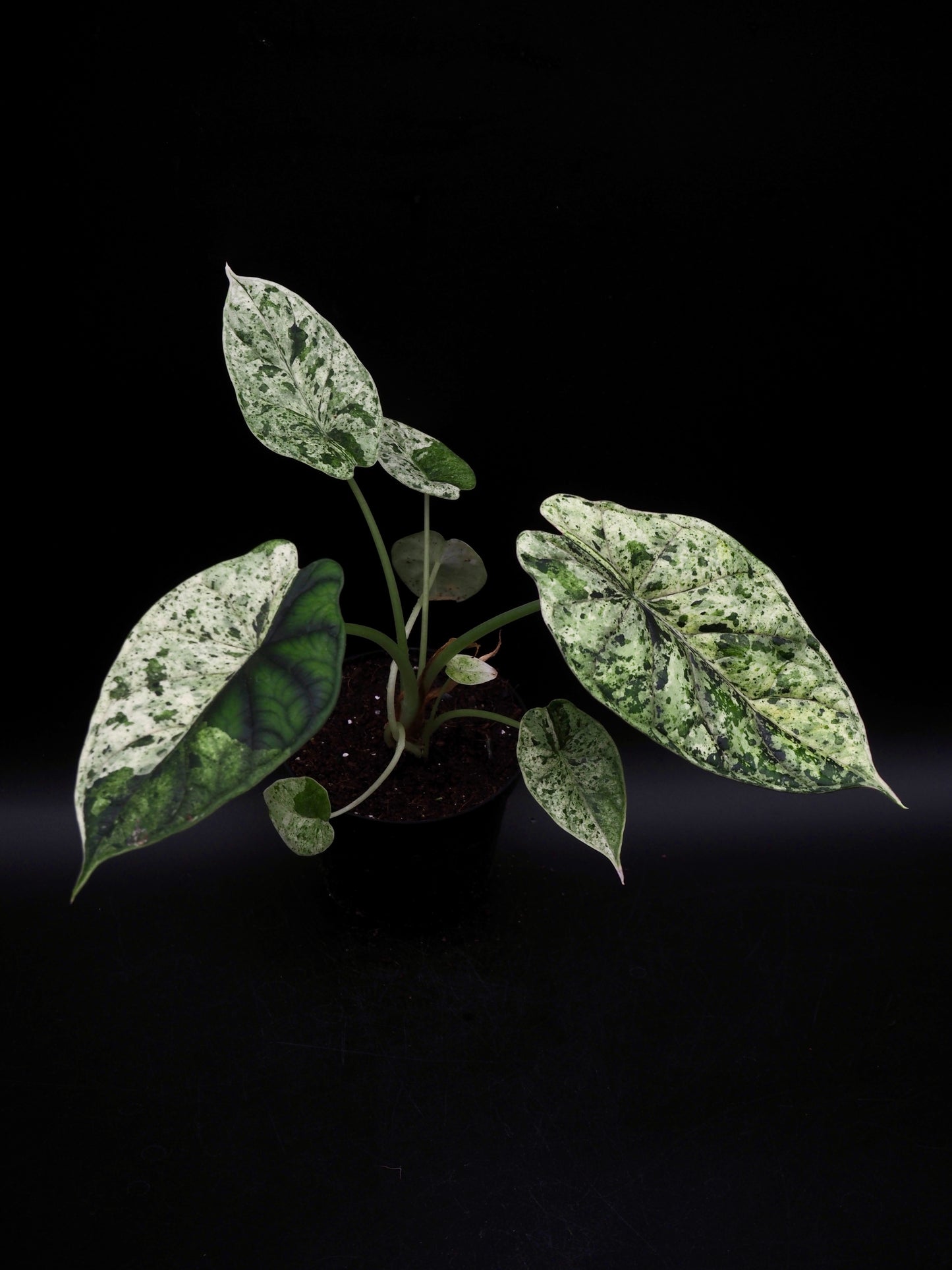 Alocasia Dragon Scale Menthe Variegata