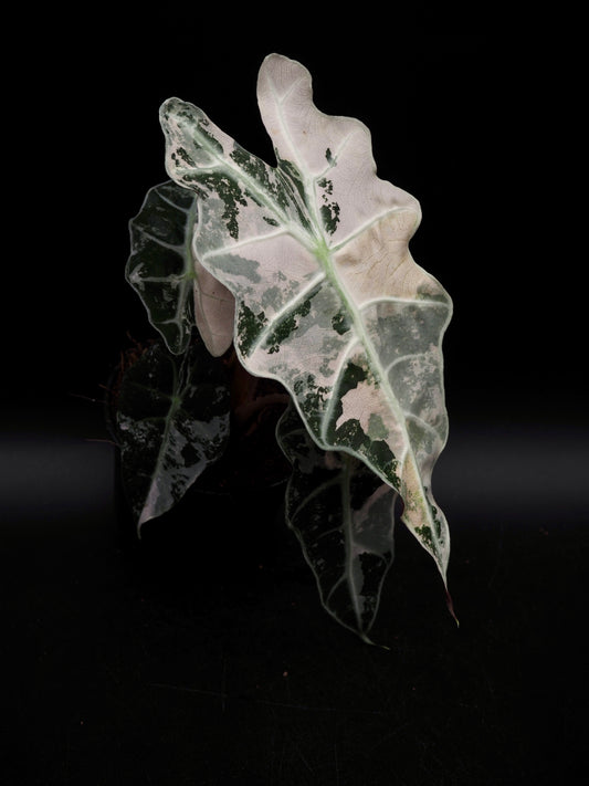Alocasia Polly Pink Variegata