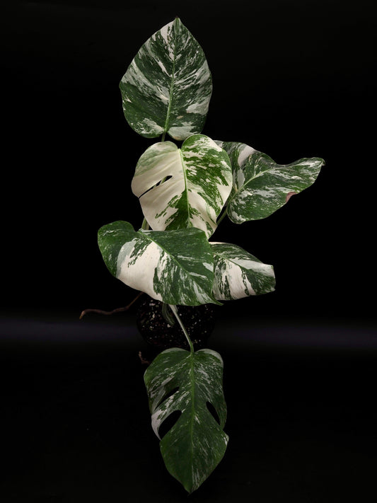 Monstera Borsigiana Albo Variegata