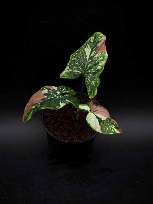 Syngonium Red Spot Tricolor