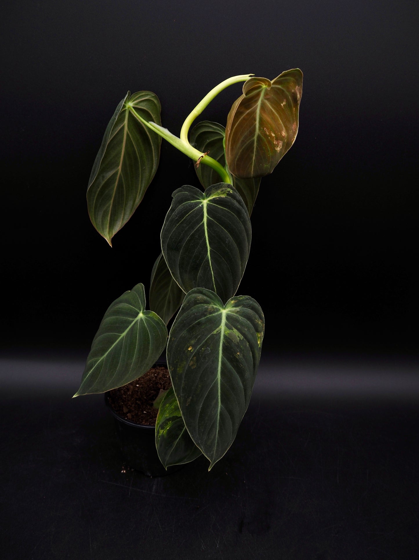 Philodendron Melanochrysum Variegata