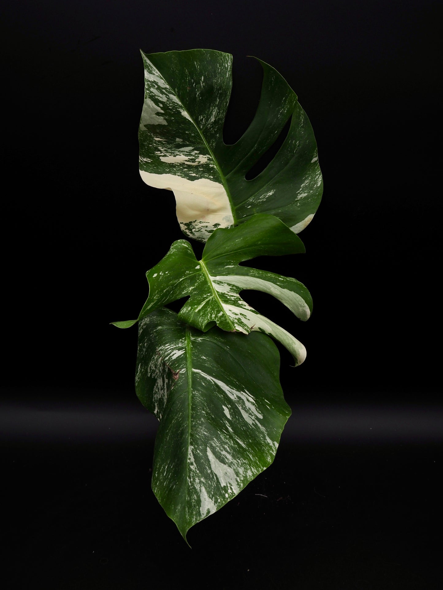 Monstera Borsigiana Albo Variegata
