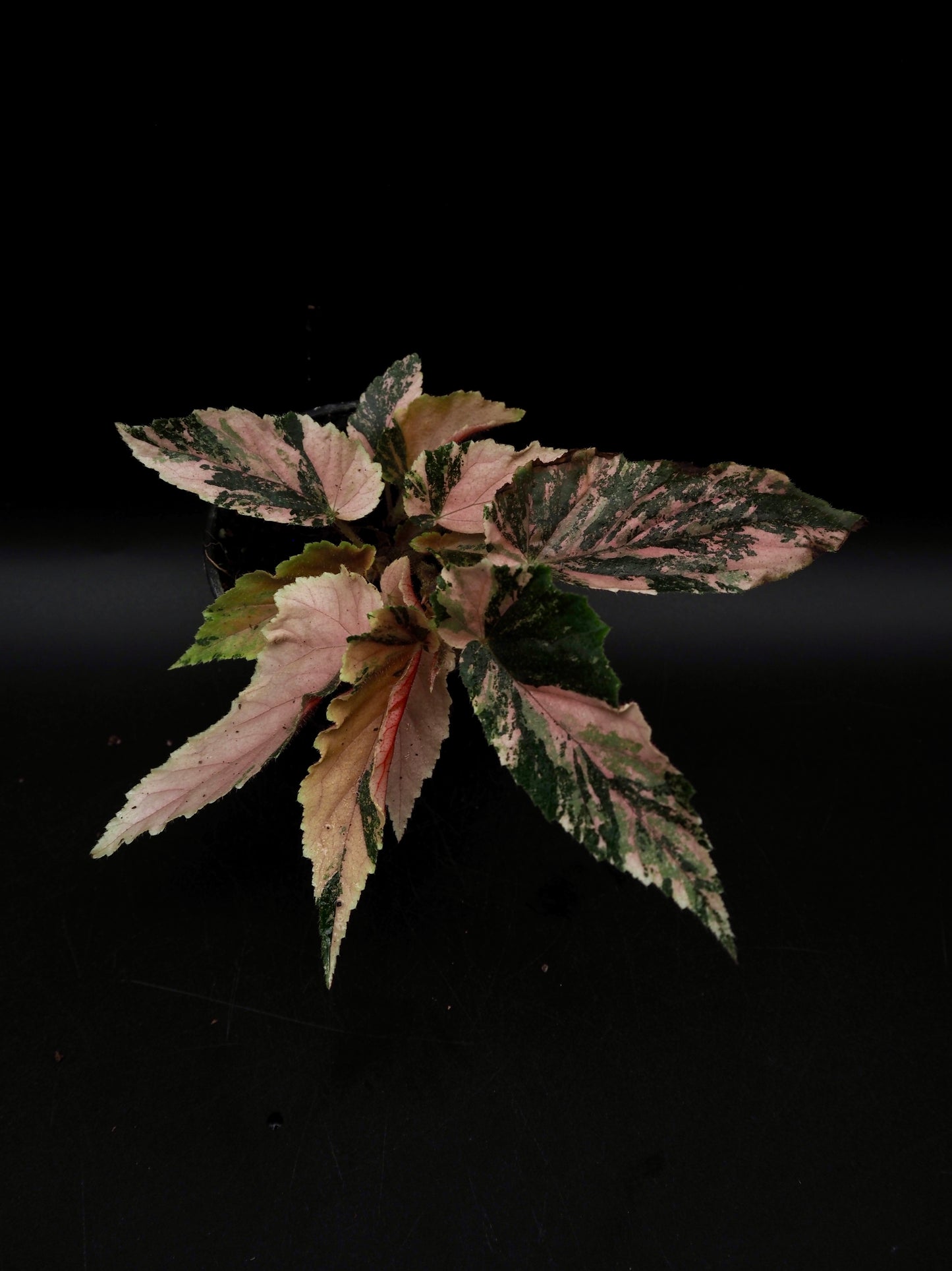 Begonia Ginny Galaxy
