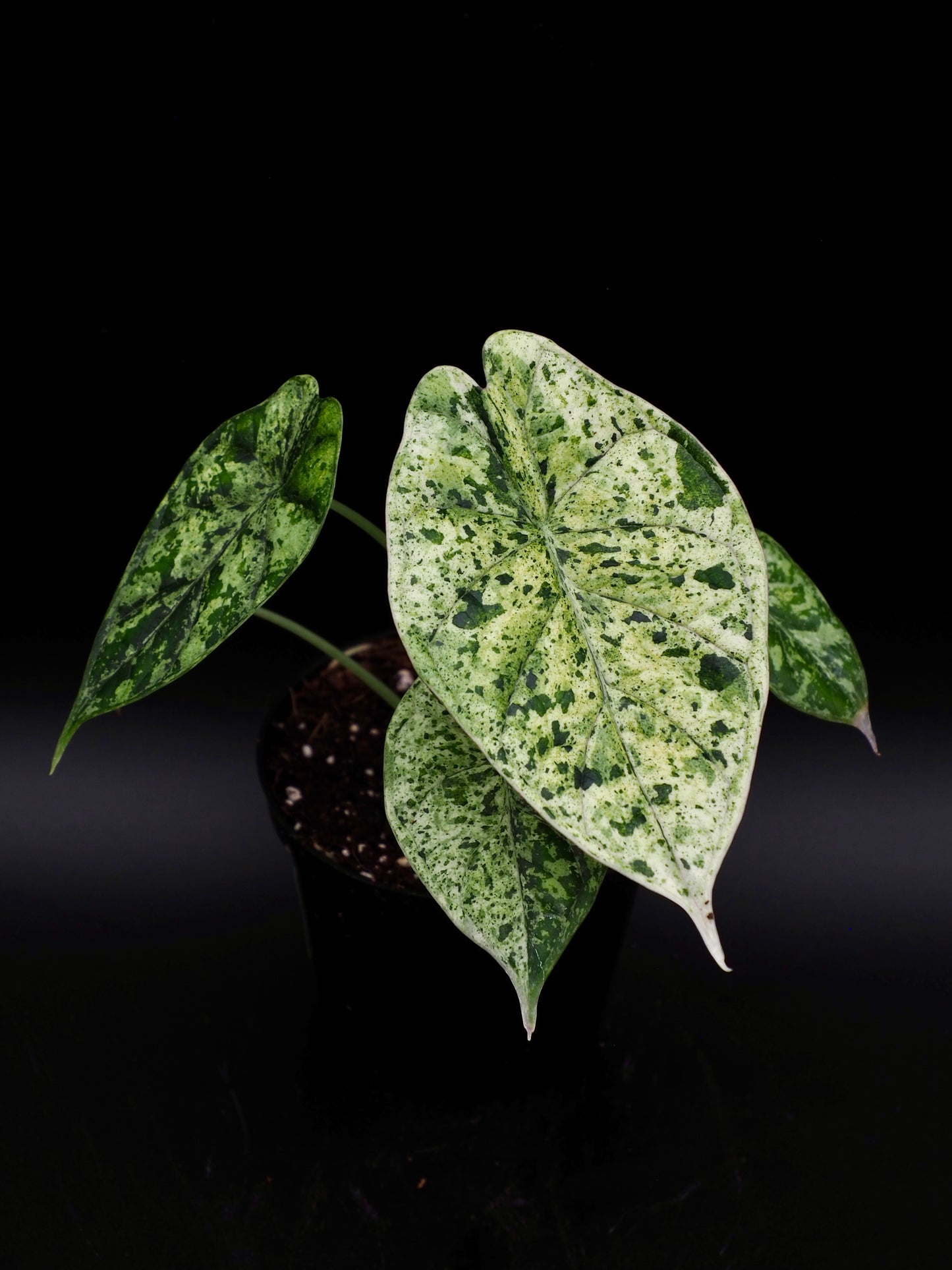 Alocasia Dragon Scale Mint Variegata