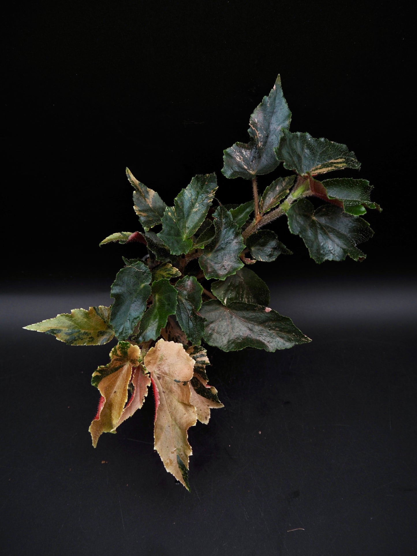Begonia Ginny Galaxy
