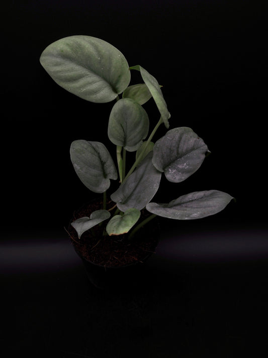 Scindapsus Platine