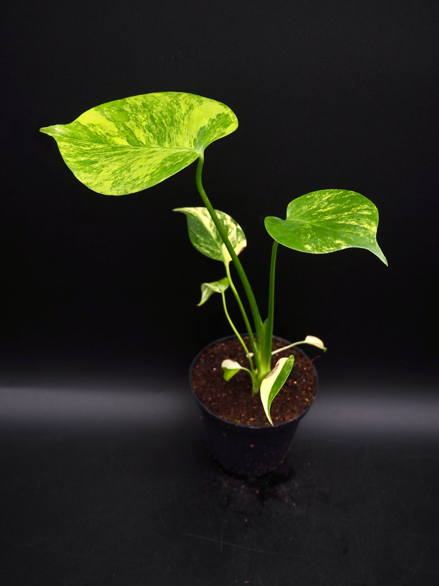 Monstera Yellow Marylin