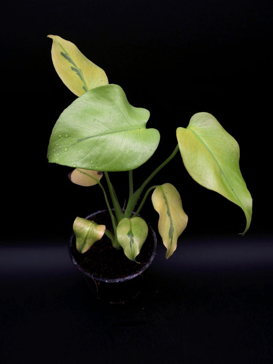 Monstera Deliciosa Mutation Noid