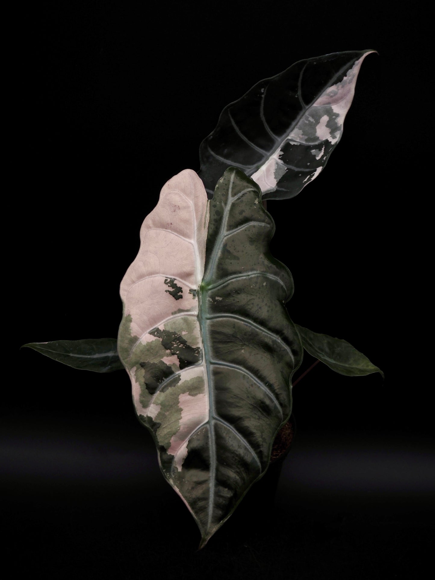 Alocasia Chantrieri Pink