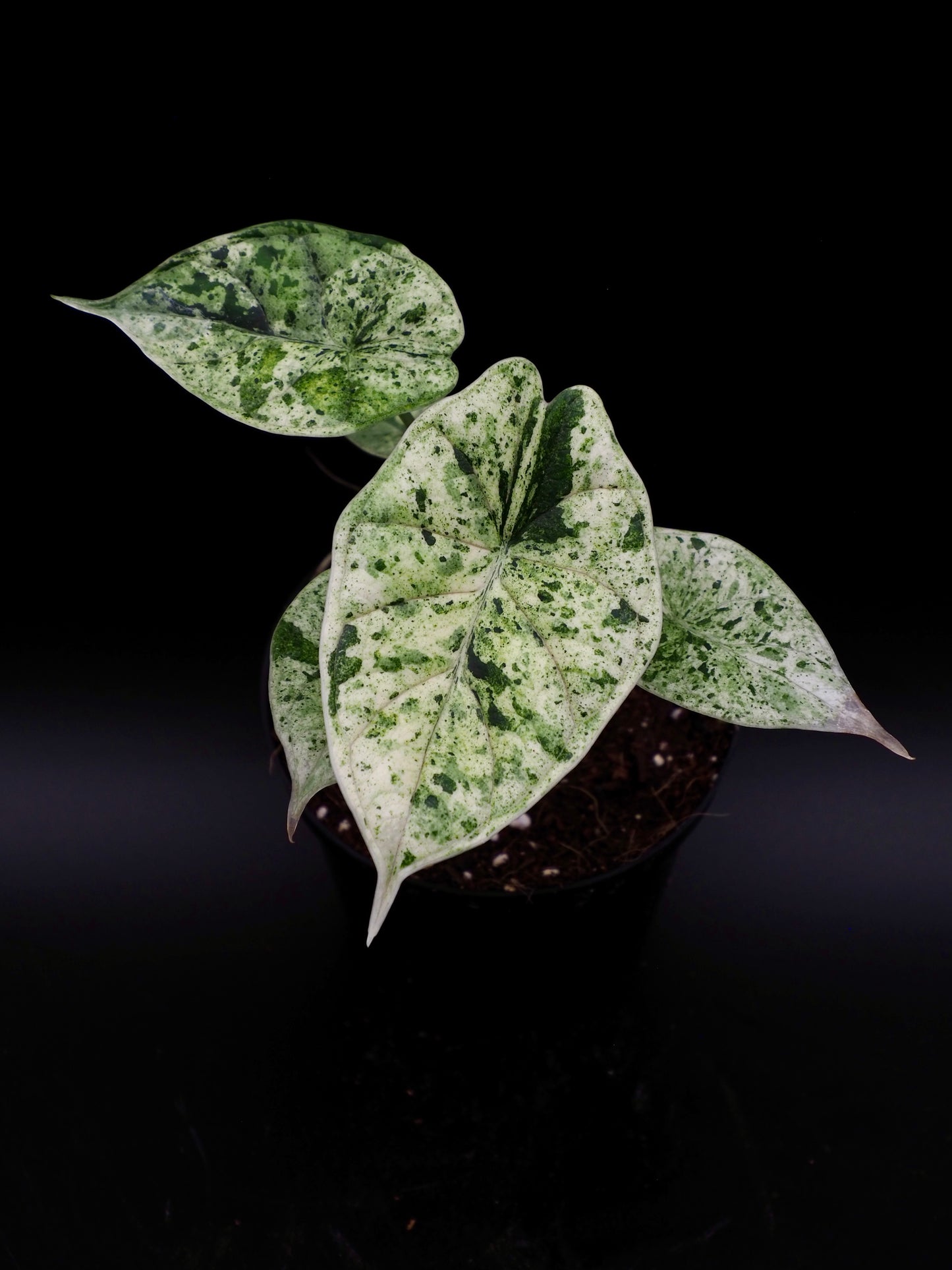 Alocasia Dragon Scale Mint Variegata