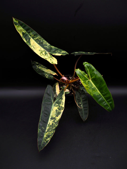 Philodendron Billietiae Variegata