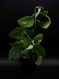 Scindapsus Jade Satiné Variegata